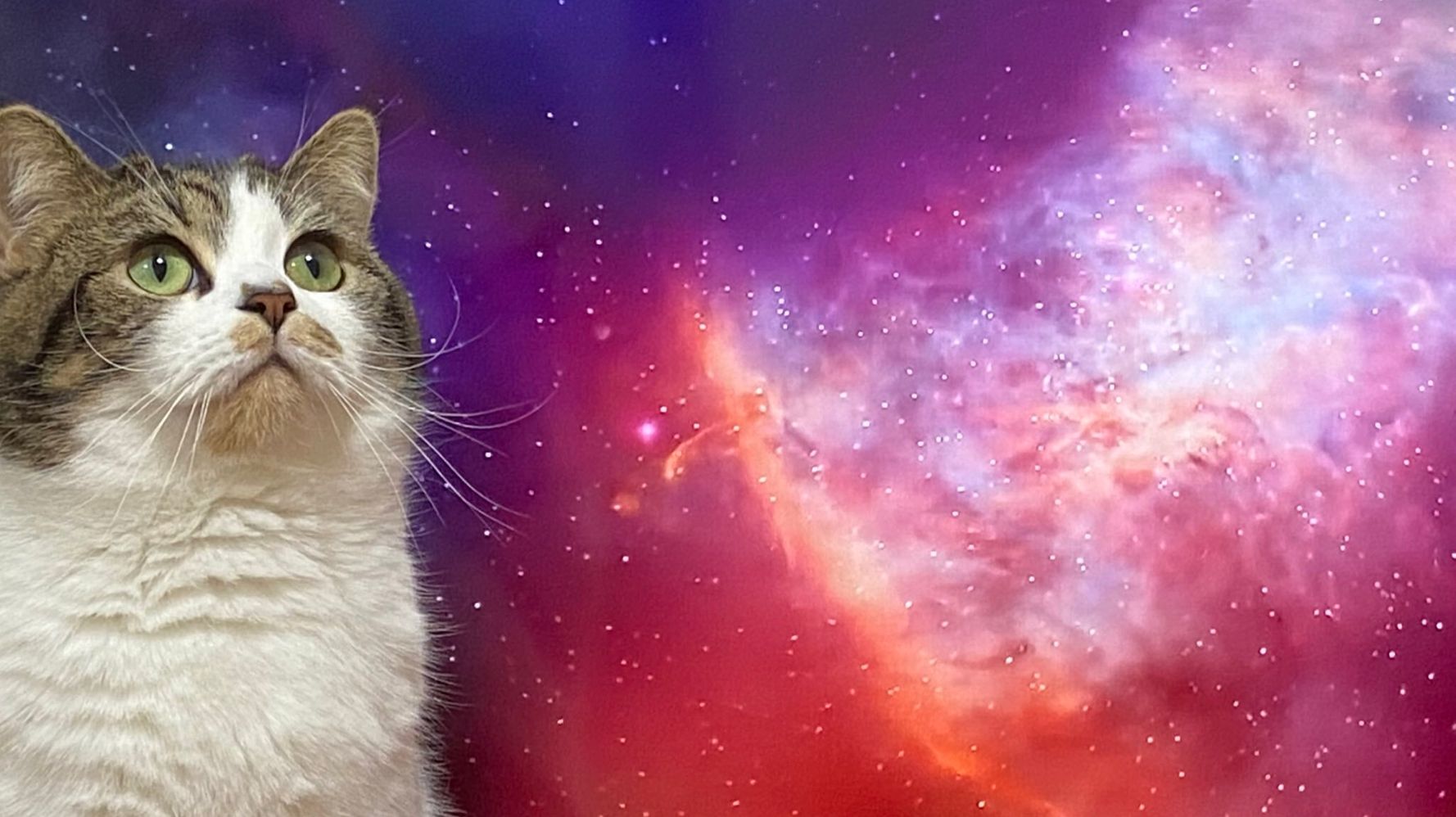 space cat